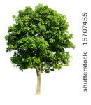 Free Seedling Tree at Harding Nursery on Saturday