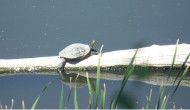 Turtle Time at the Fountain Creek Nature Center