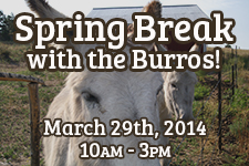 Spring Break with Burros