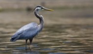 Heron Homecoming at Fountain Creek Nature Center