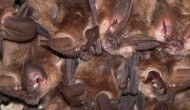 SUPPORT NATIONAL BAT WEEK