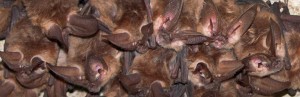 Bats in Colorado
