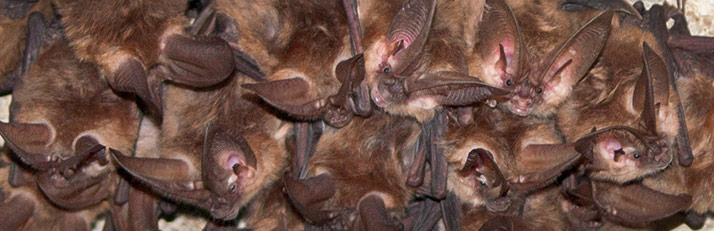 2’s & 3’s Outdoors:  Batty Bats