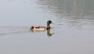 “WHAT’S THAT DUCK?“ BARR LAKE HOSTS WATERFOWL ID WORKSHOP IN THE SPRINGS