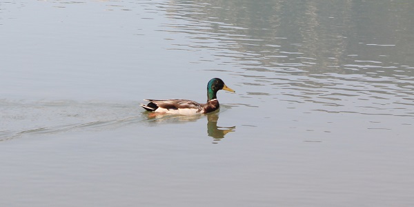 “WHAT'S THAT DUCK?“ BARR LAKE HOSTS WATERFOWL ID WORKSHOP IN THE SPRINGS 