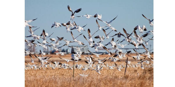 High Plains Snow Goose Festival