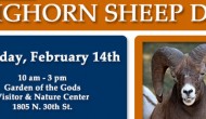 Bighorn Sheep Day at Garden of the Gods
