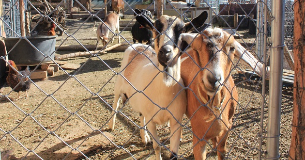 Keeping Backyard Goats