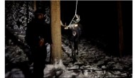 Video of moose tangled in backyard swing shows consequences of attracting wildlife