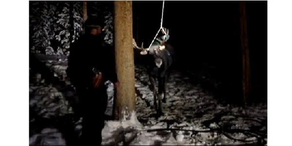 Video of moose tangled in backyard swing shows consequences of attracting wildlife