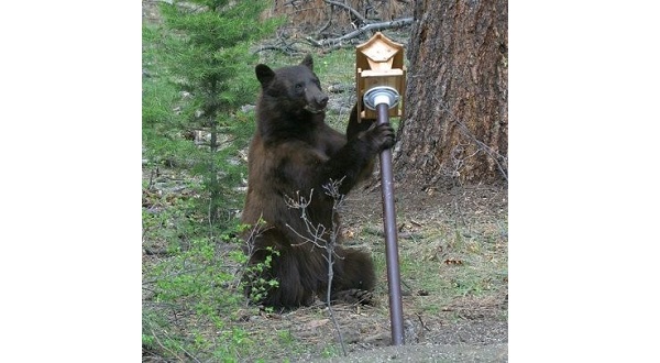 Colorado Bears Emerge From Hibernation