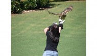 Cheyenne Mountain State Park invites public to help celebrate birds of prey