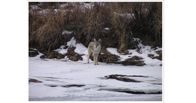 Coyotes More Territorial in January-February