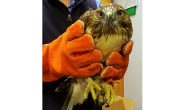 Hawk to be Released by Lucky Visitor at Cheyenne Mountain SP