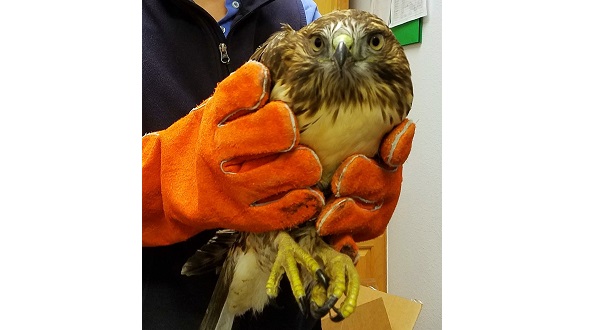 Hawk to be Released by Lucky Visitor at Cheyenne Mountain SP
