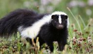 Rabid Skunk Found South of Colorado Springs Airport