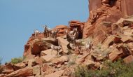 Colorado Plan for Desert Bighorns