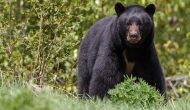 Bear Attack in Grand Junction