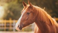 Equine Infectious Anemia Confirmed In Colorado