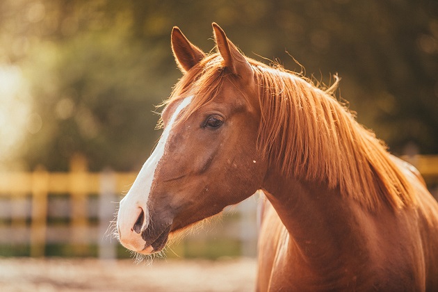 Equine Infectious Anemia Confirmed In Colorado