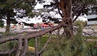 Tree Cleanup in Colorado Springs