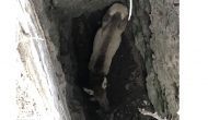 Women find elk in old mine shaft; animal rescued
