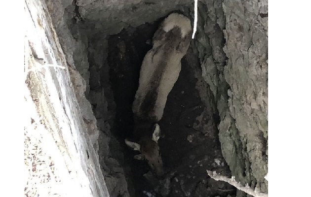 Women find elk in old mine shaft; animal rescued﻿