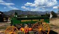 Pumpkins at Venetucci Farm
