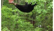 Colorado Parks and Wildlife- Bear Wise