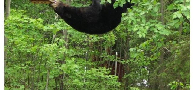 Colorado Parks and Wildlife- Bear Wise