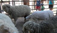 Sheep Shearing Days at Rock Ledge Ranch