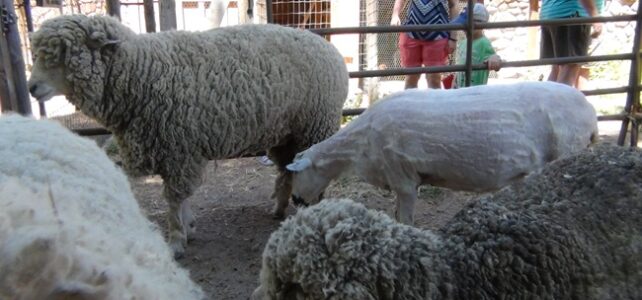 Sheep Shearing Days at Rock Ledge Ranch